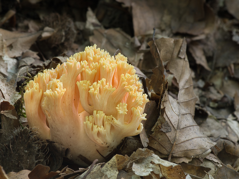 Ramaria flavescens